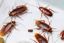 苏邦除虫告诉你为什么蟑螂一直杀不净