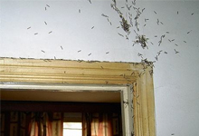 如何检查家里有没有白蚁